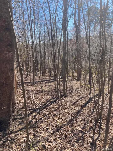 a view of a tree with a tree