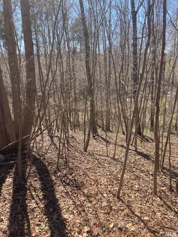 a view of a backyard with trees