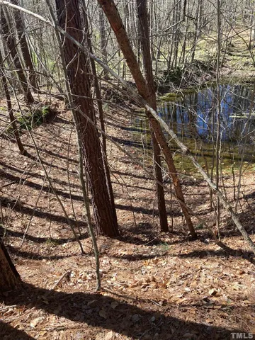 a view of a forest with trees