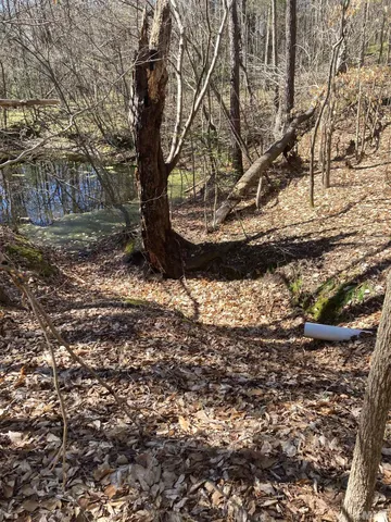 a view of a yard with plants and trees