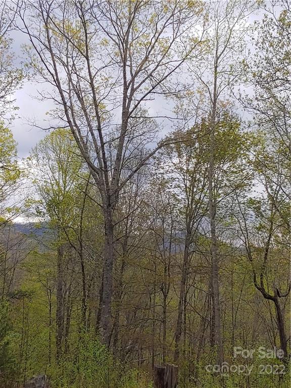0 Booshway Mountain Road Tuckasegee, NC 28783 - Photo 13 of 27 Gallery Image 13