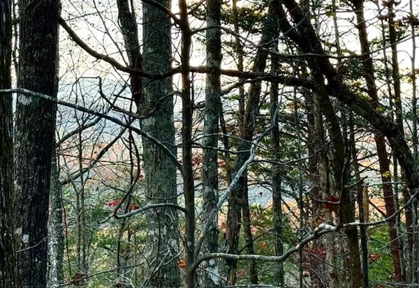 a backyard of a house with barbeque oven and trees