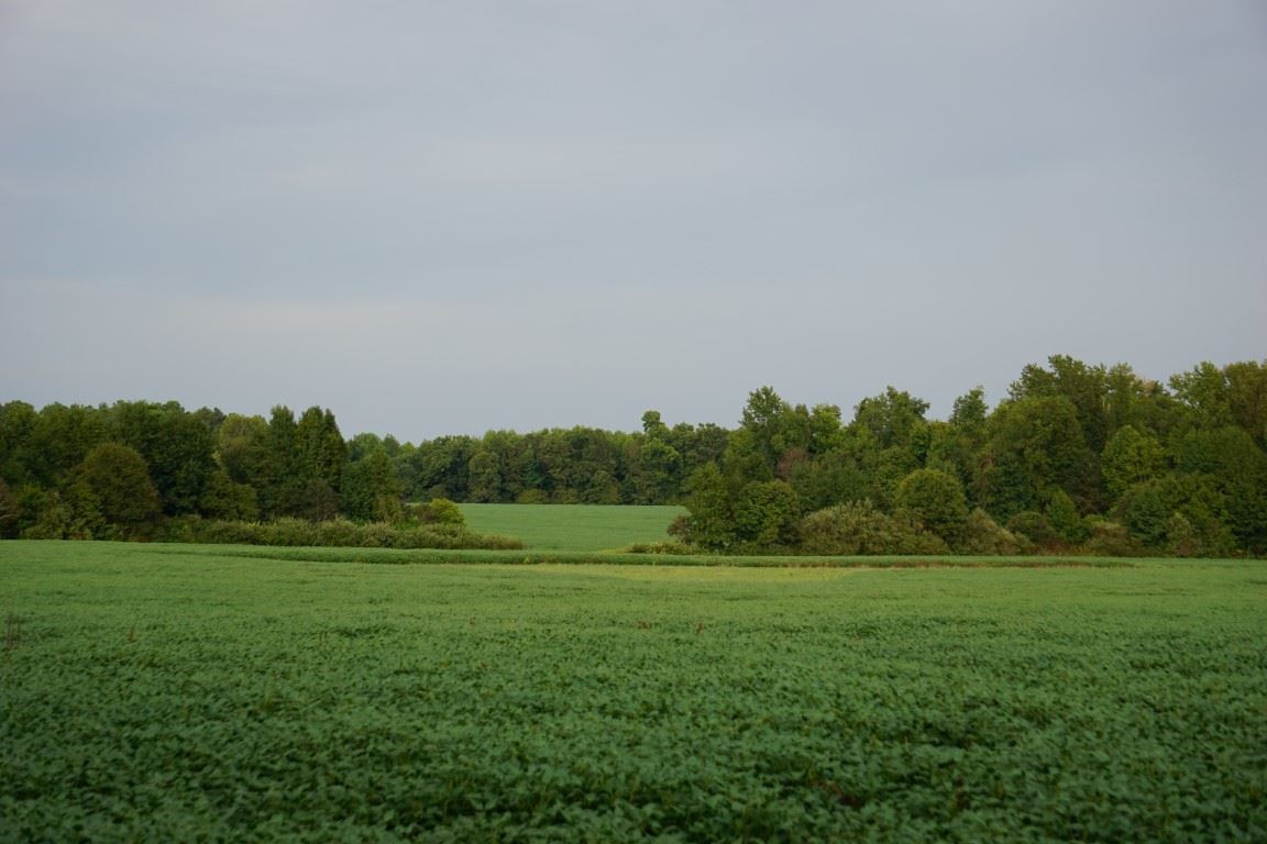 501 Cox Road Holladay, TN 38341 - Photo 1 of 1 Photo 1