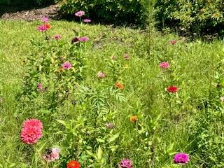92 Jetty Lane Sebastian, FL 32958 - Photo 7 of 8 a view of a flower in a garden