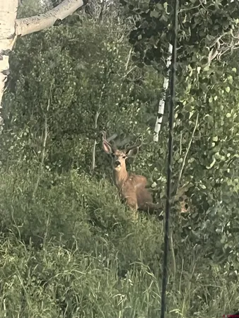 a view of a house with a tree