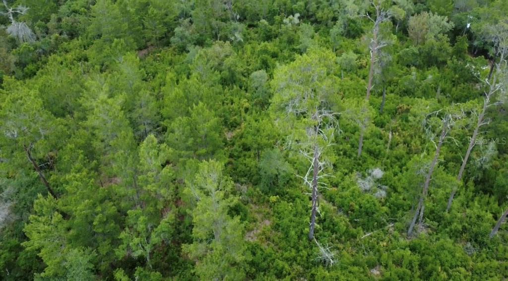 Tbd Fishermans Road Paisley, FL 32767 - Photo 1 of 1 a view of a lush green forest