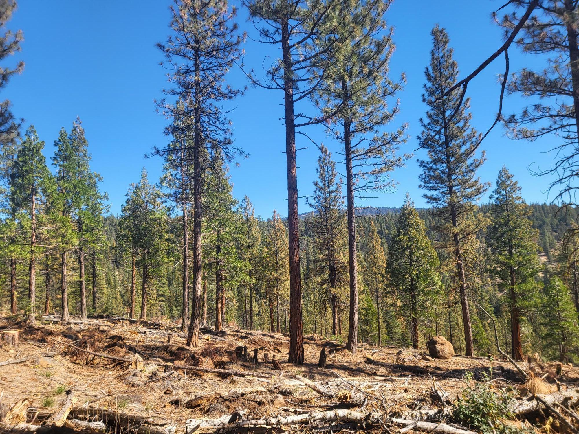 0 Roney Flat Road Lookout, CA 96054 - Photo 20 of 26 1000003157