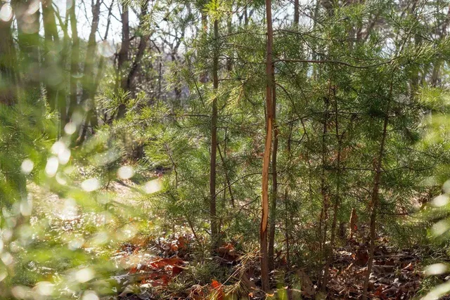 $99,900 | 0 Fleming Park Road, Mount Jackson, VA 22842