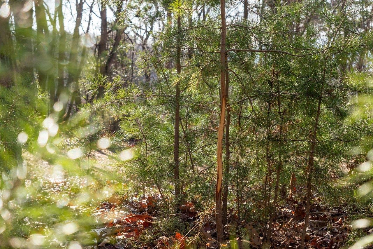 0 Fleming Park Road Mount Jackson, VA 22842 - Photo 20 of 33