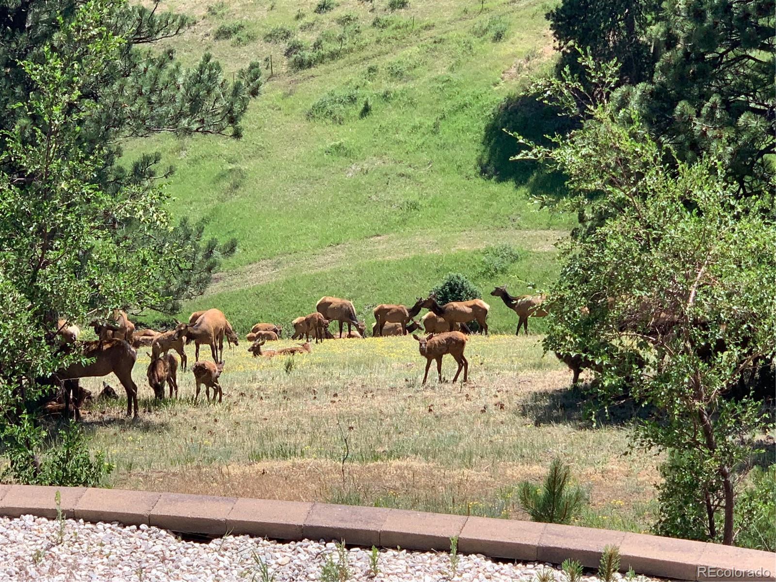 156 South Lookout Mountain Road Golden, CO 80401 - Photo 4 of 50 a view of a backyard of the house with a yard and mountain