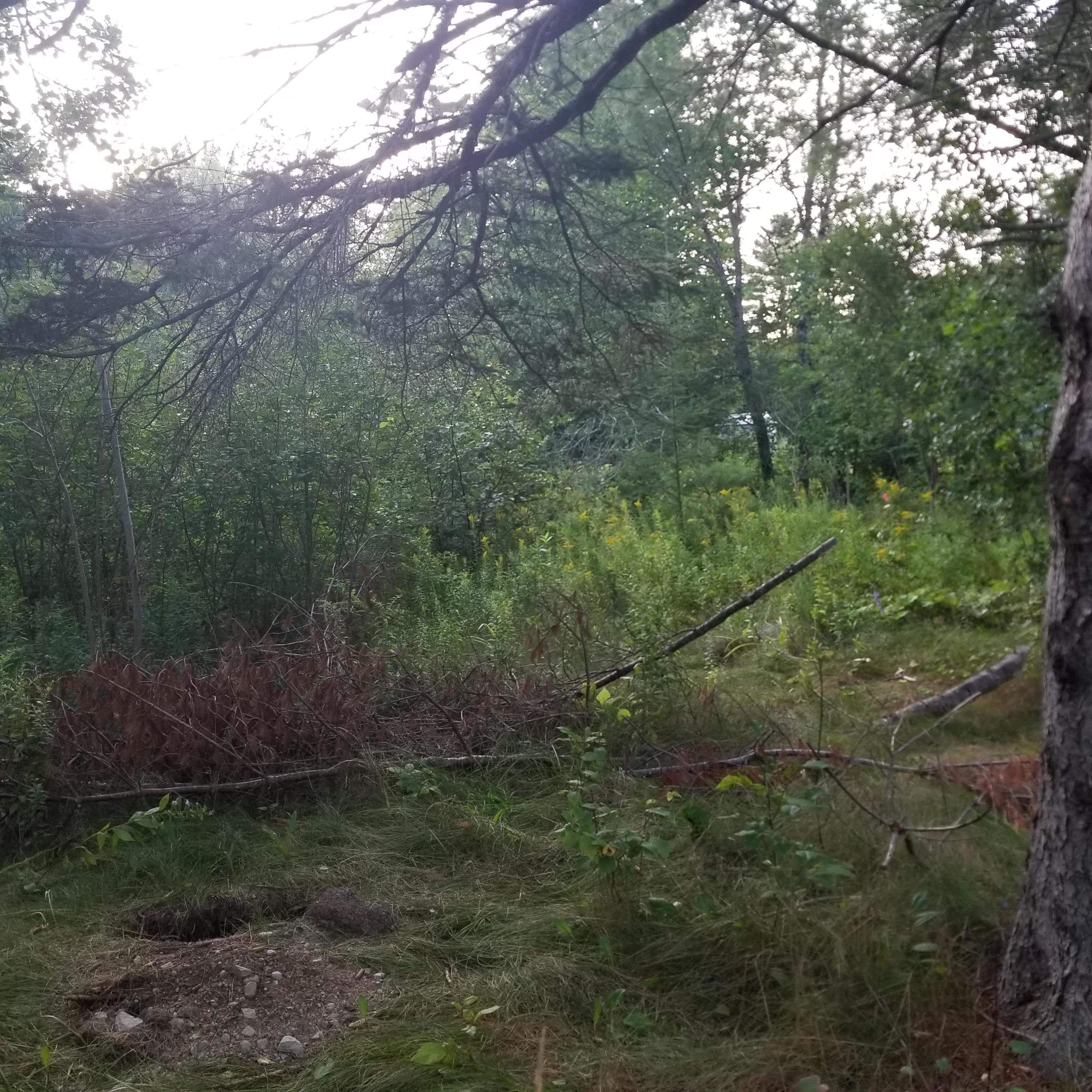524 Millvale Road Bucksport, ME 04416 - Photo 3 of 5 20210809_190230 (1)