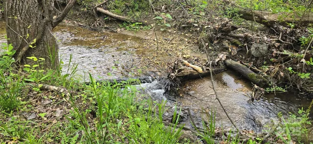 a view of a lush green forest