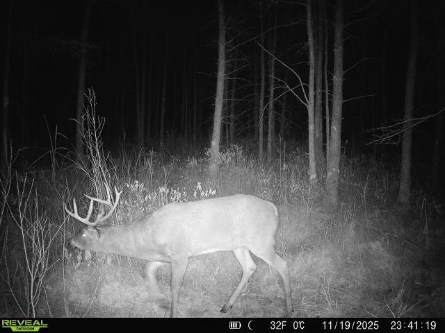 Bogus Road Deerbrook, WI 54424 - Photo 2 of 78