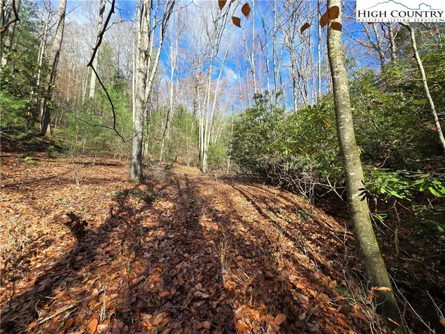 a view of backyard with tree
