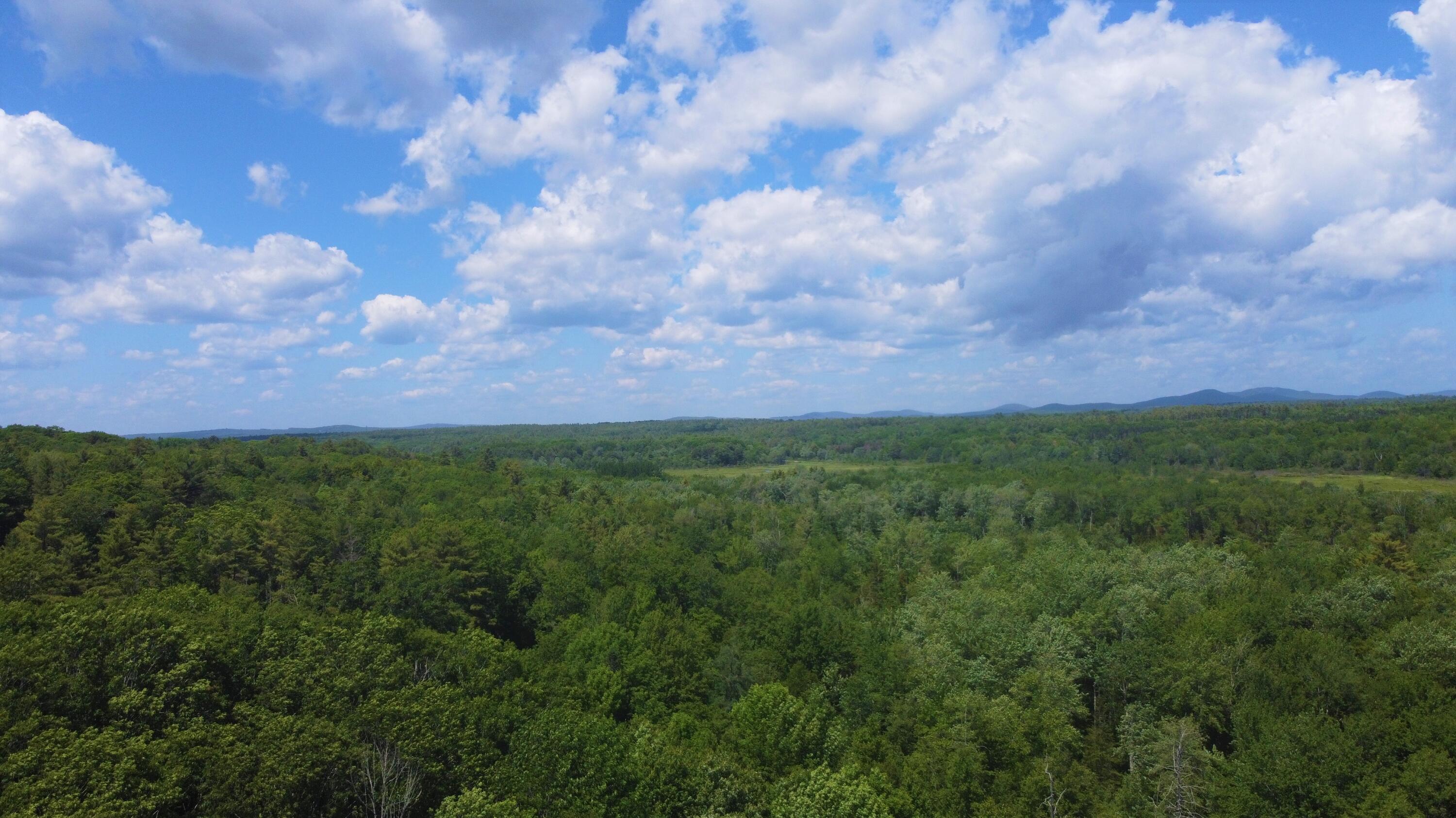 wooded view