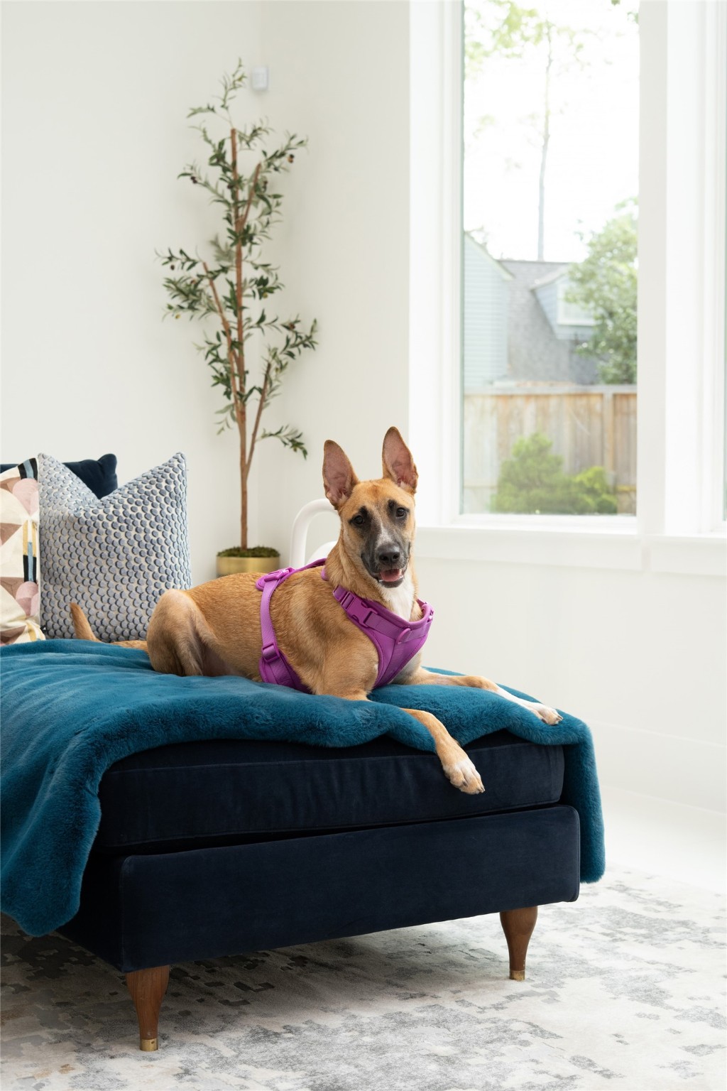 625 Piney Point Road Houston, TX 77024 - Photo 14 of 47 Miel’s claimed her favorite spot in the family room—lounging like a queen and keeping an eye on the backyard action through the huge windows.