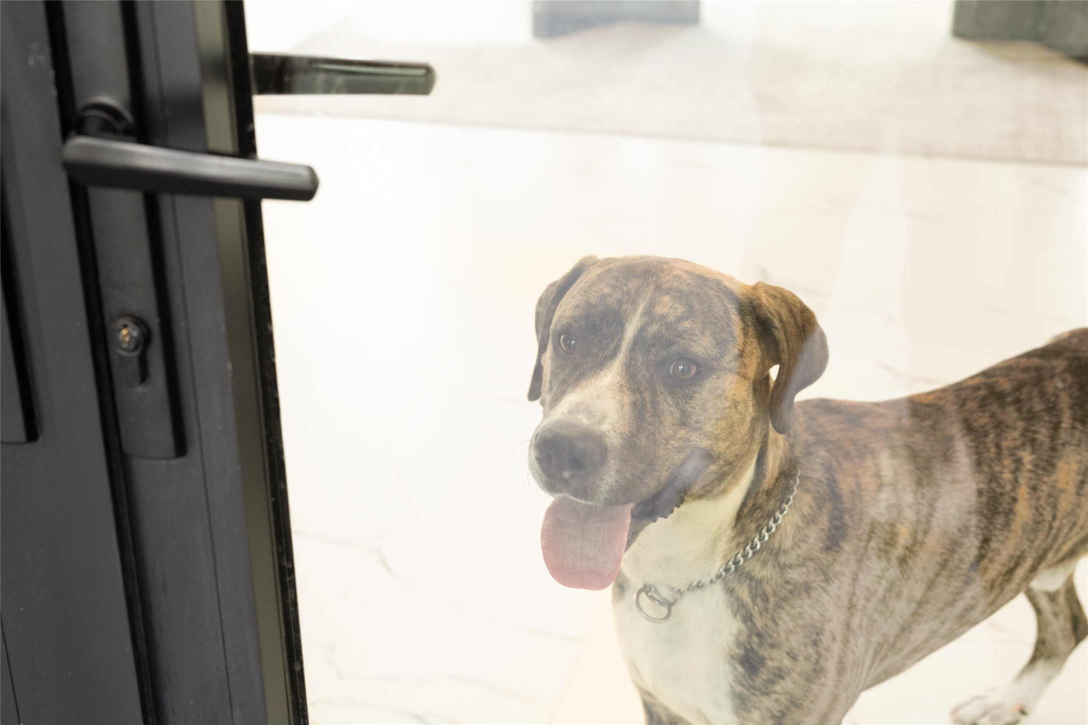 625 Piney Point Road Houston, TX 77024 - Photo 46 of 47 Canon is still waiting for his forever home!! Could 625 Piney Point be yours?