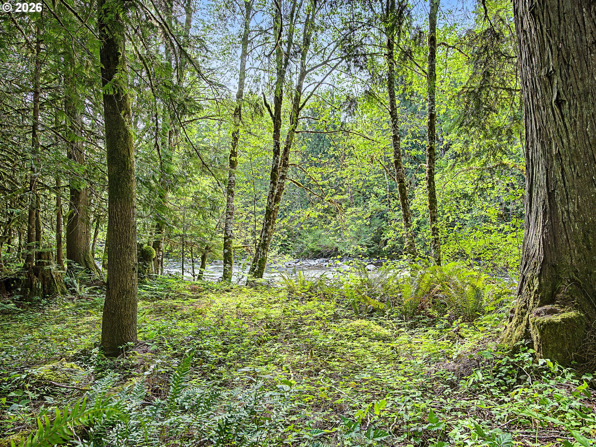 23491 East Lolo Pass Road Rhododendron, OR 97049 - Photo 43 of 47 a big yard with lots of green space and trees