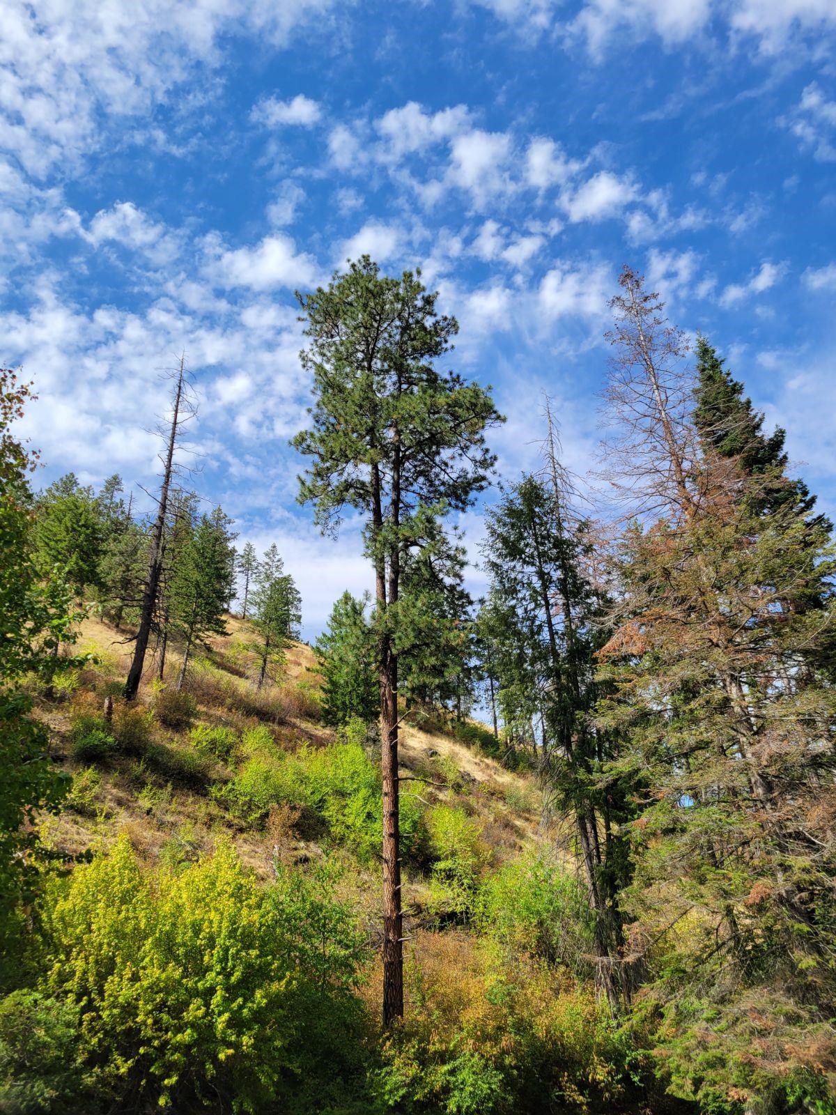 1338 North Touchet Road Dayton, WA 99328 - Photo 24 of 27