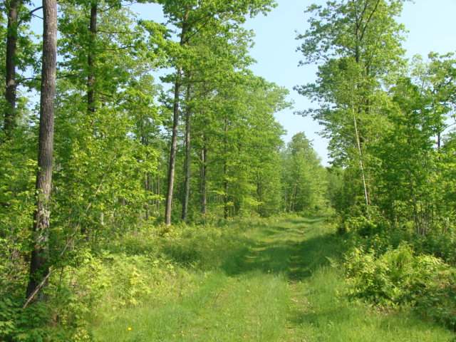 Nw80-off Sand Lake Road Harshaw, WI 54529 - Photo 2 of 9 Gallery Image 2