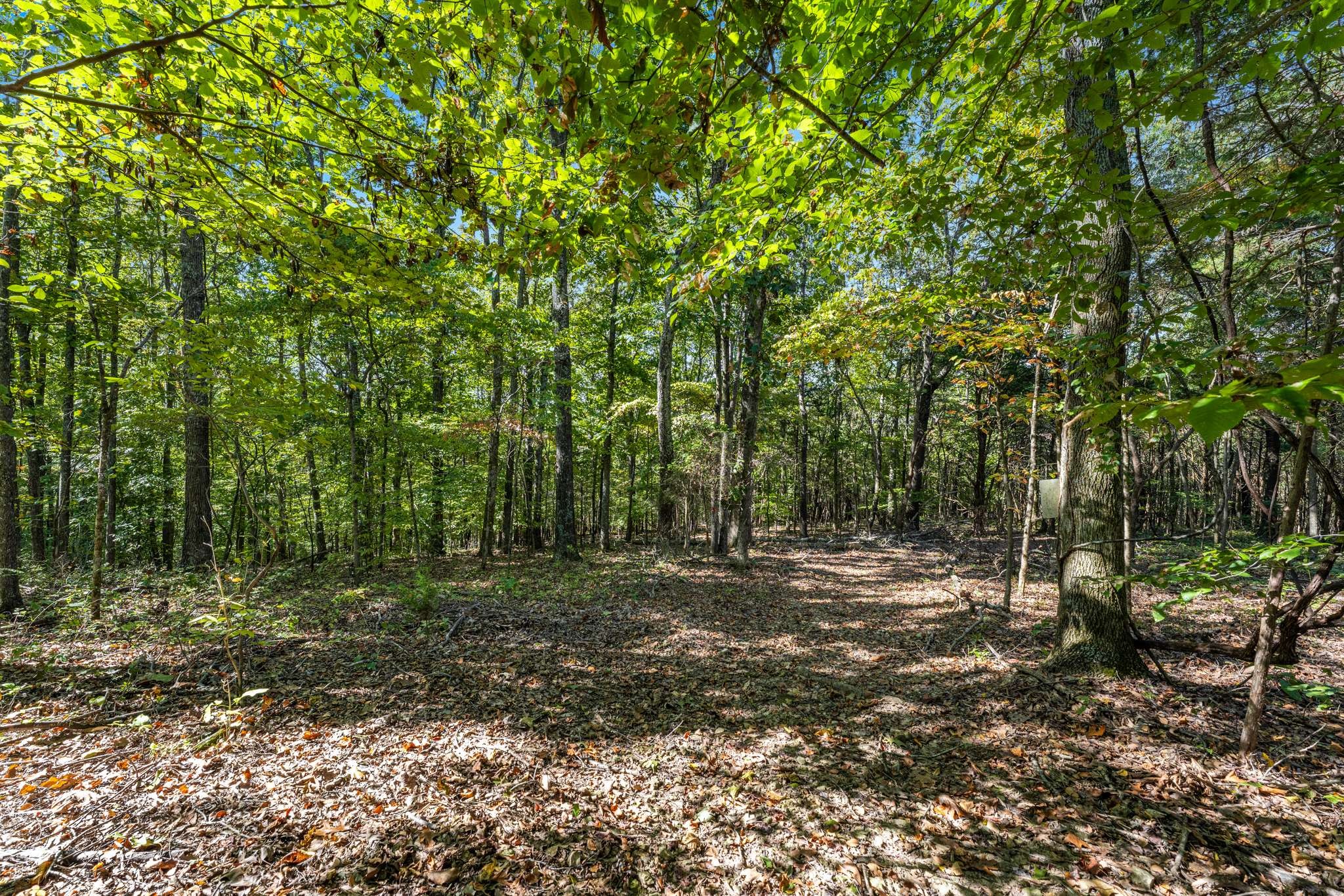 1257 Harris Hollow Road Charlotte, TN 37036 - Photo 38 of 53 a big yard with lots of green space and trees