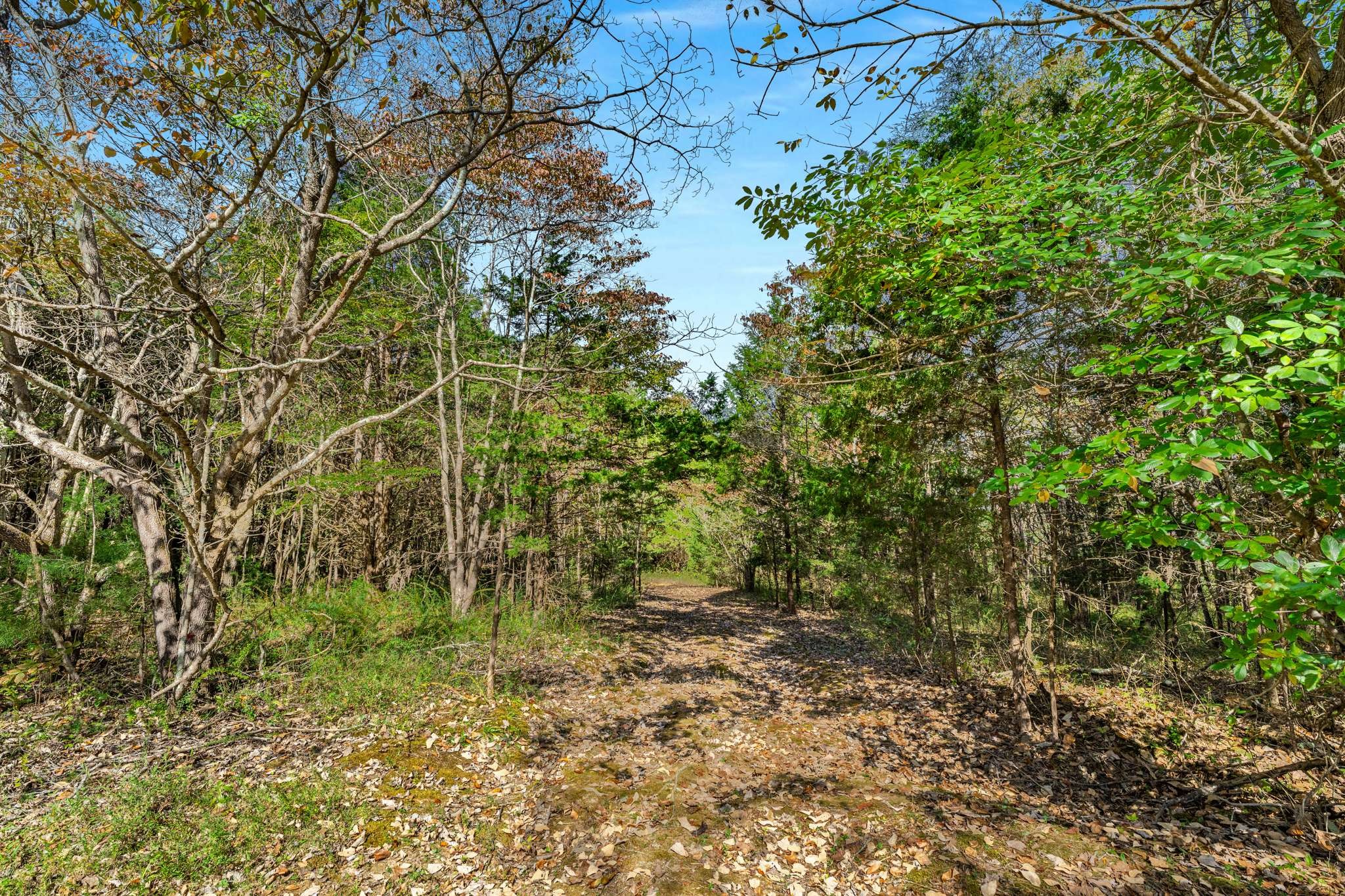 1257 Harris Hollow Road Charlotte, TN 37036 - Photo 39 of 53 a view of a yard with plants and tree