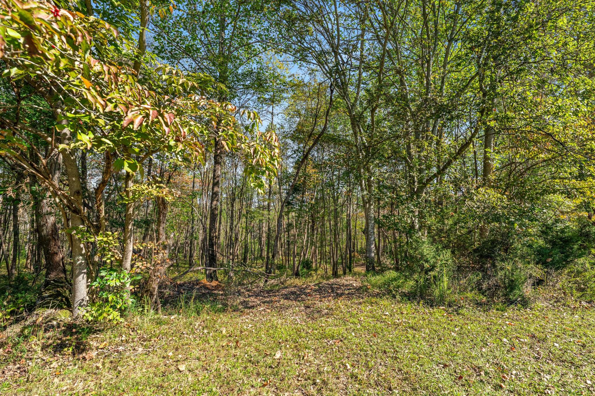 1257 Harris Hollow Road Charlotte, TN 37036 - Photo 40 of 53 a view of backyard with green space
