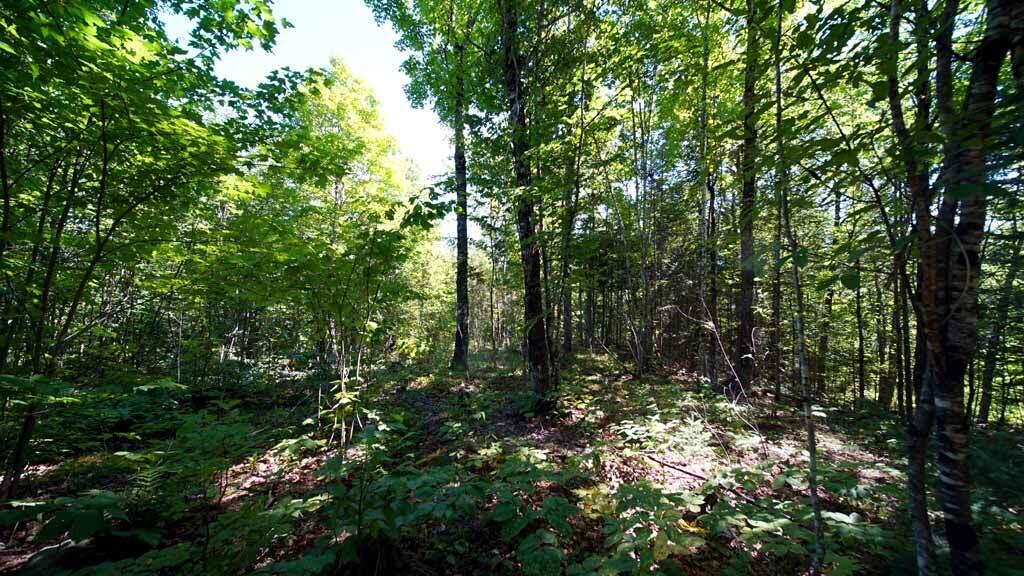 1025 Dyer Brook Road Dyer Brook, ME 04747 - Photo 20 of 39 dyer-brook-me-farm-07