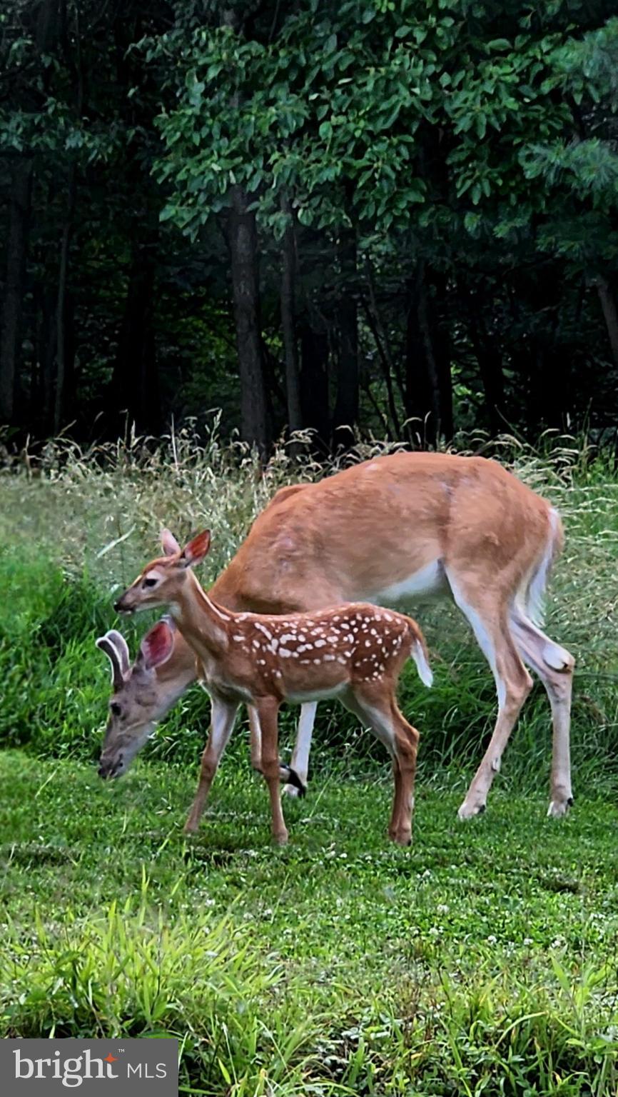 80 Barrick Hill Road Shermans Dale, PA 17090 - Photo 33 of 33