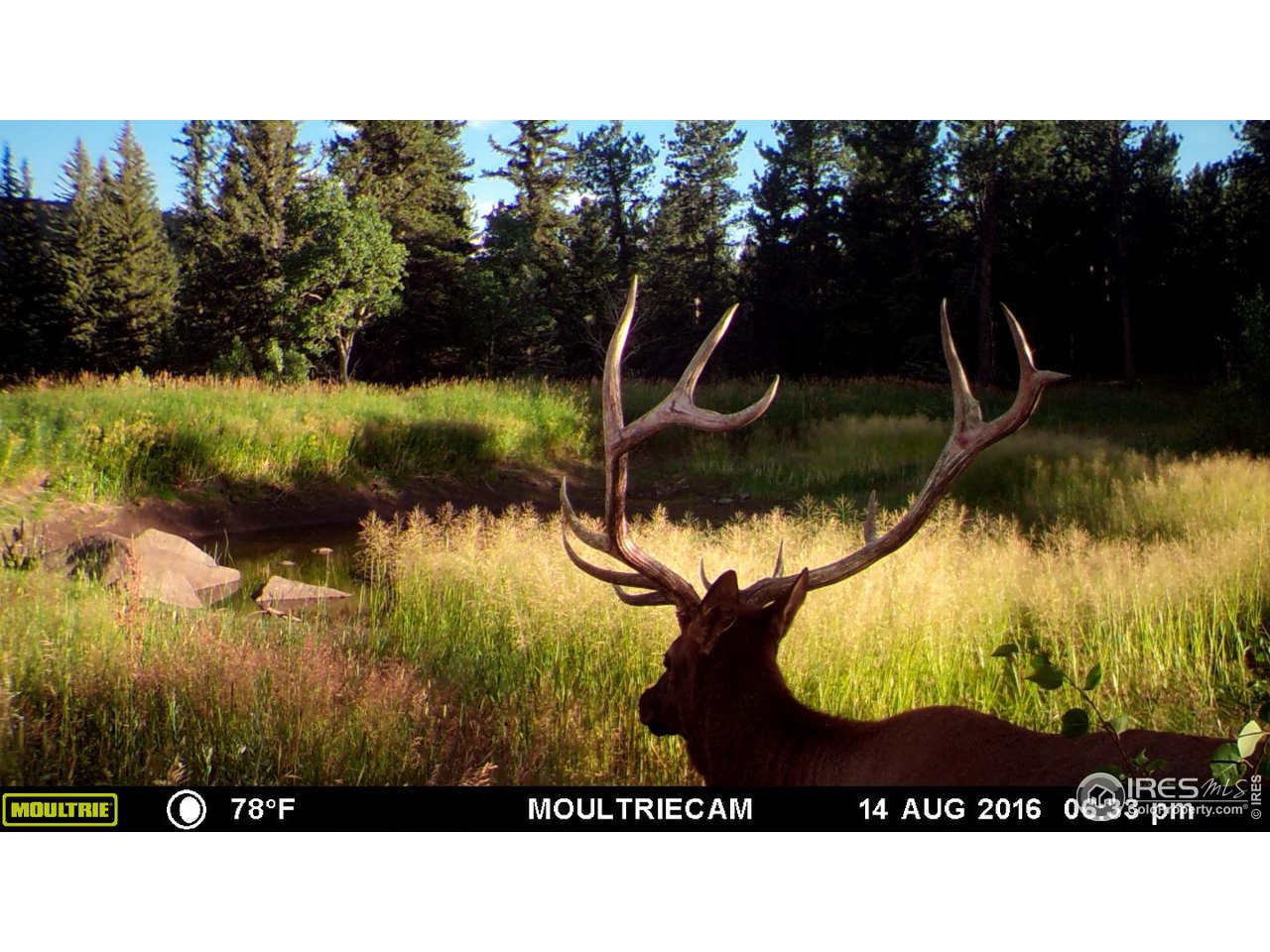 1448 Le Cook Road Allenspark, CO 80510 - Photo 28 of 39 a view of swimming pool