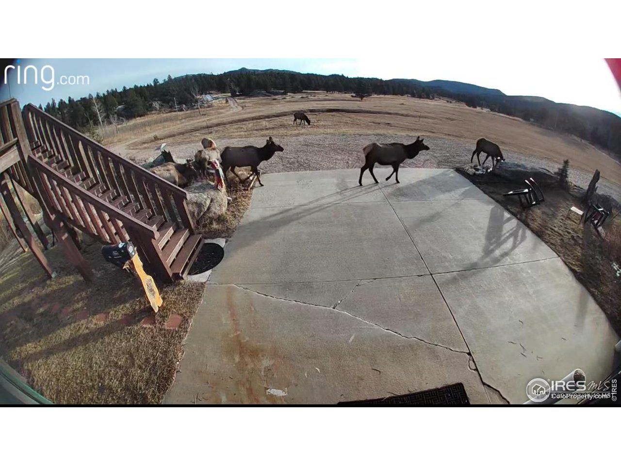 1448 Le Cook Road Allenspark, CO 80510 - Photo 29 of 39 a black and white photo of a lake