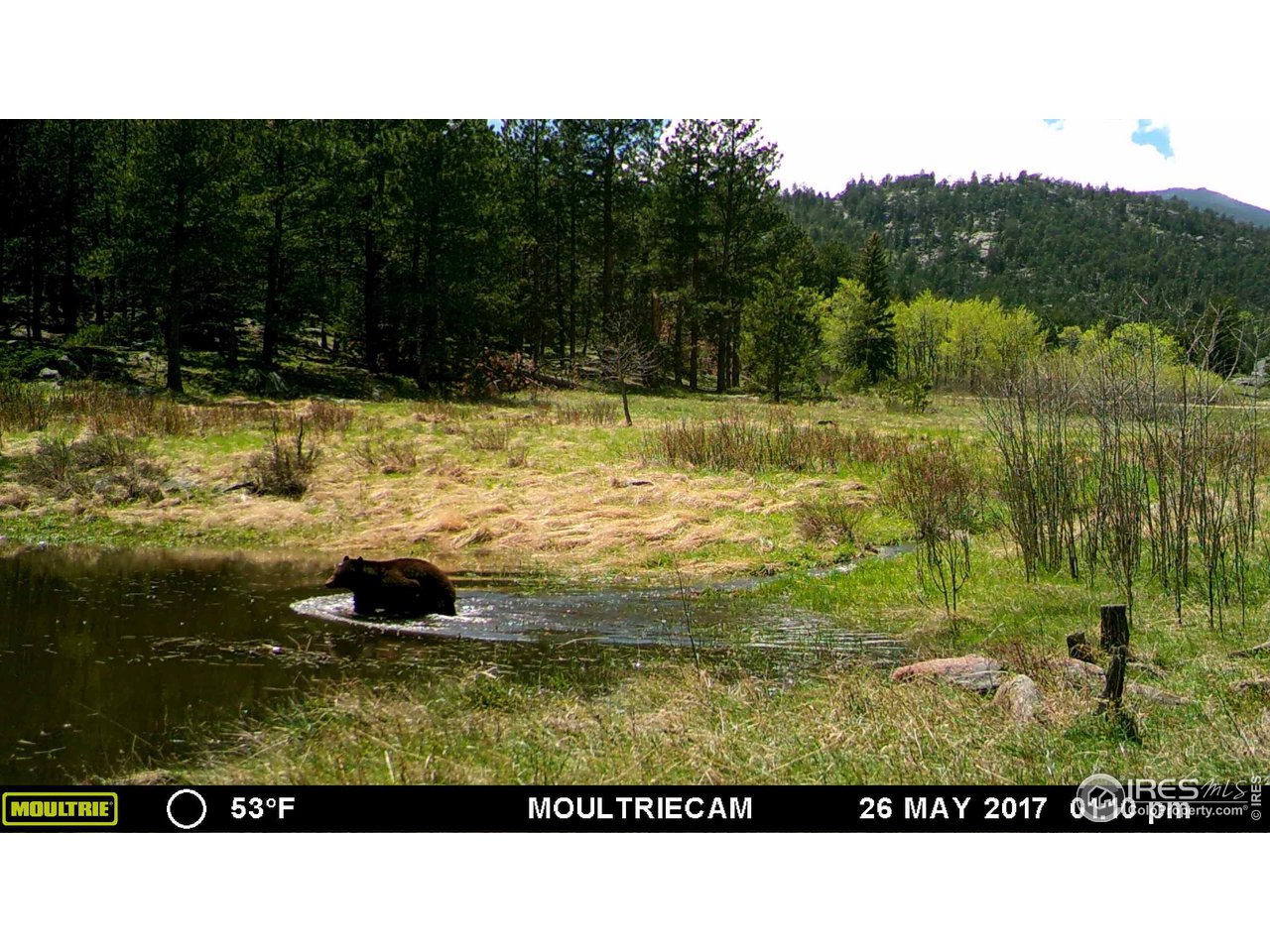 1448 Le Cook Road Allenspark, CO 80510 - Photo 34 of 39 a view of a swimming pool and a yard