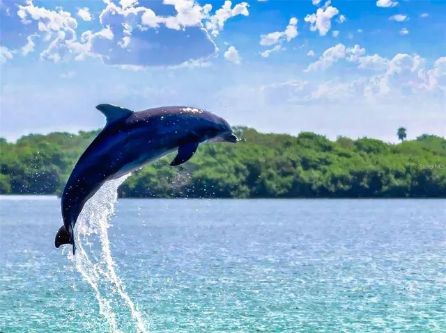a view of a lake from a yard
