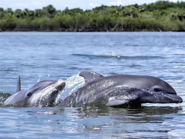 an aerial view of residential houses with outdoor space and ocean view