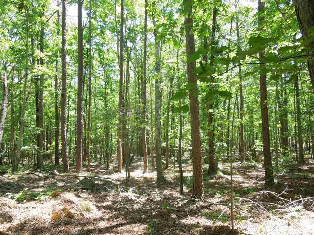Tbd Mt Harmony Church Road Rougemont, NC 27572 - Photo 18 of 21