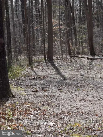 a view of a yard with trees