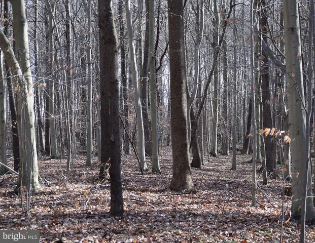 a view of outdoor space with lots of trees