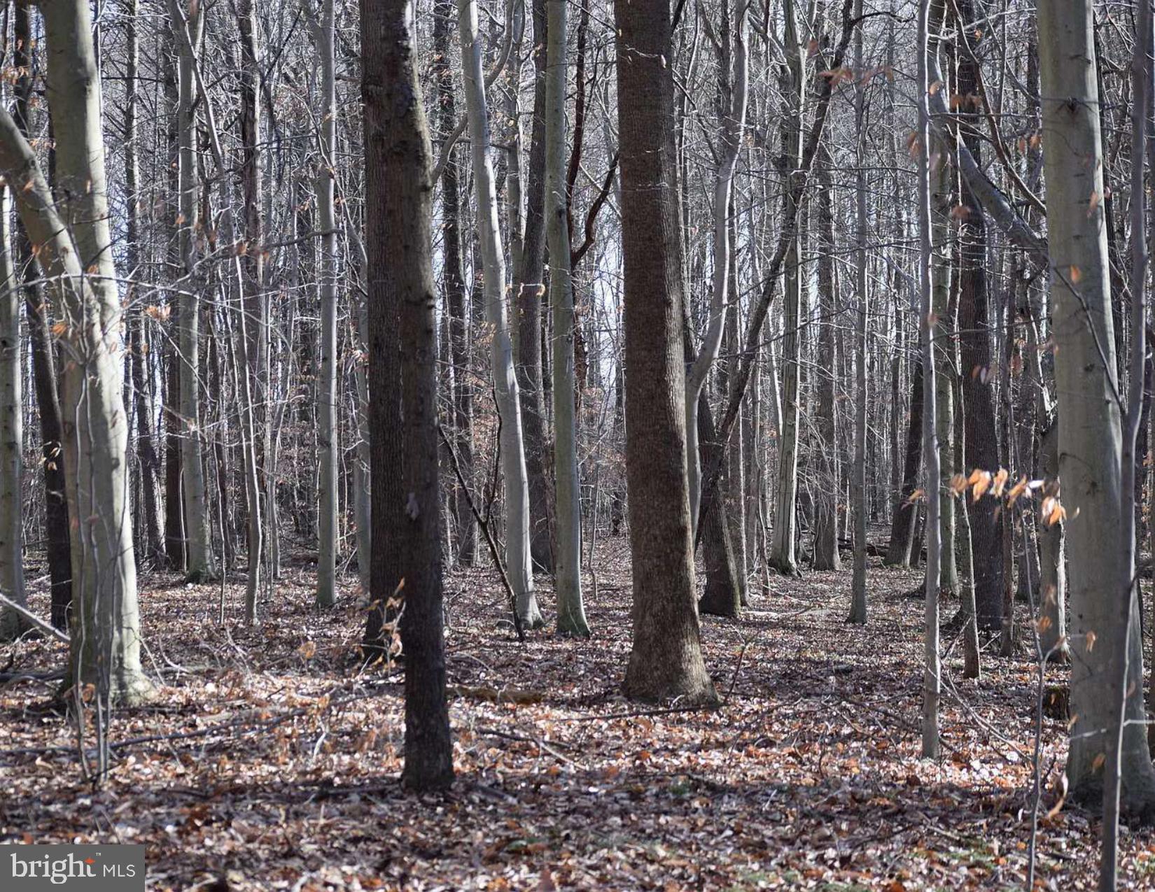 355 Massey Church Road Smyrna, DE 19977 - Photo 5 of 6 View