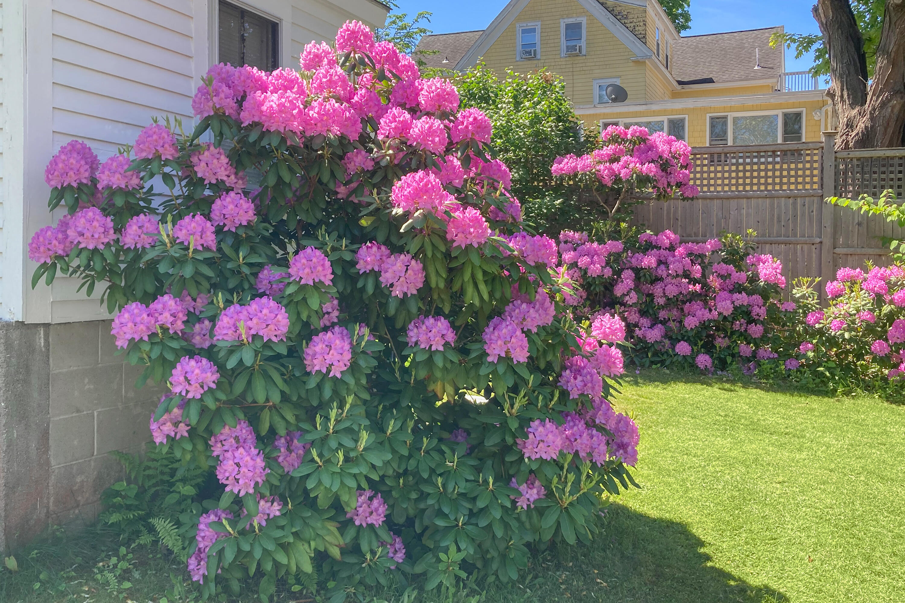 89 Main Street Ogunquit, ME 03907 - Photo 28 of 28 Rhodo Edit
