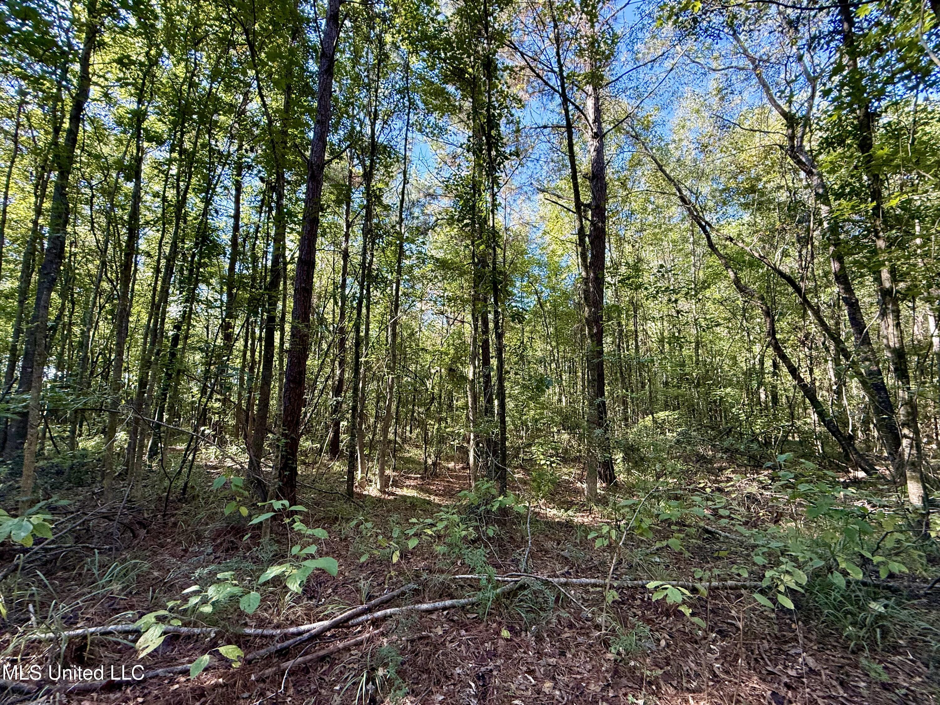 47 Mose Hilliard Road Sontag, MS 39665 - Photo 11 of 28 IMG_2095