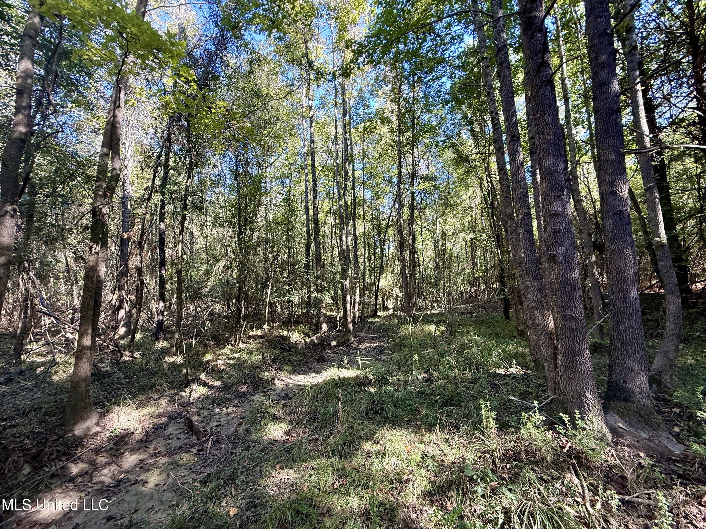 47 Mose Hilliard Road Sontag, MS 39665 - Photo 16 of 28 IMG_2101