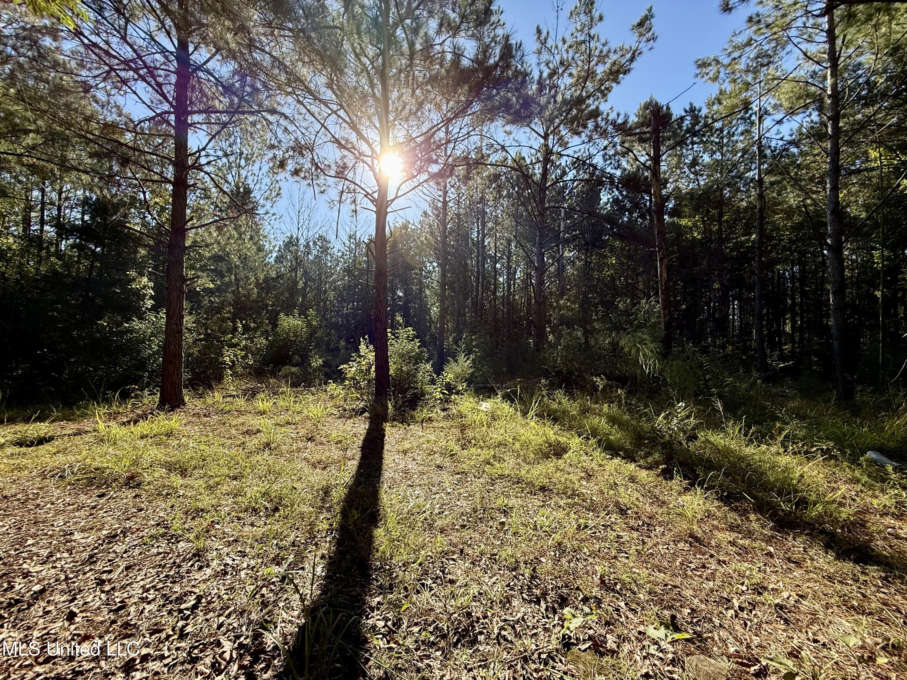47 Mose Hilliard Road Sontag, MS 39665 - Photo 6 of 28 IMG_2087