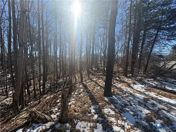 a view of a forest with trees