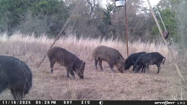 0 Lcr 258 Mexia, TX 76667 - Photo 13 of 15 a view of two couches and a fireplace