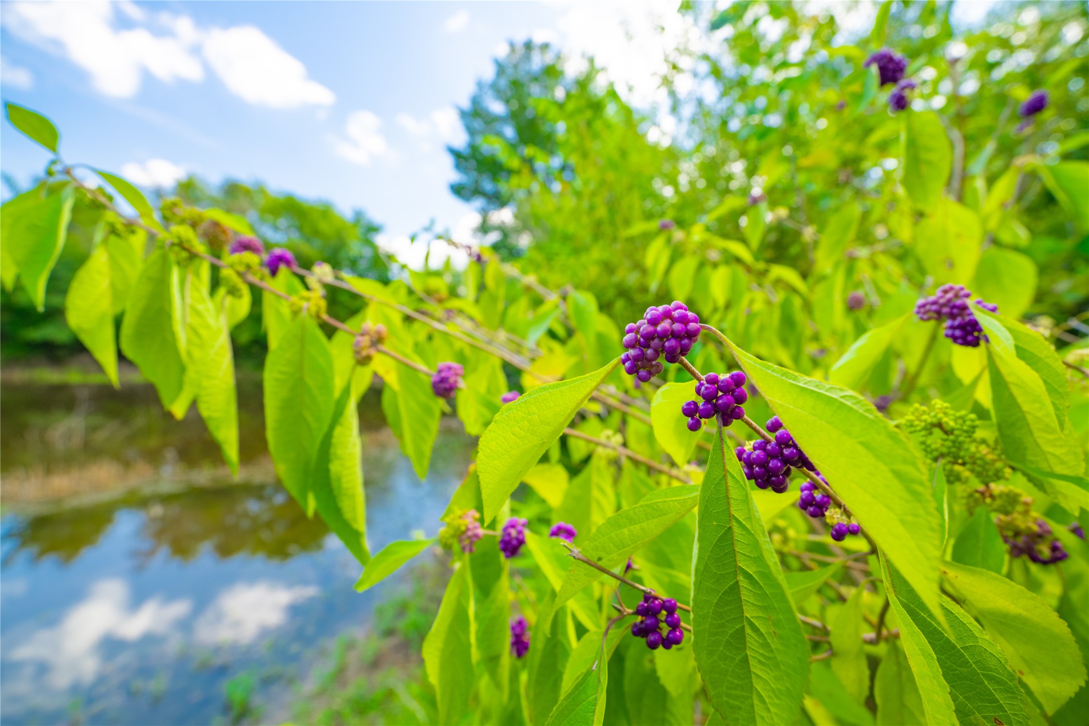 0 Lcr 258 Mexia, TX 76667 - Photo 5 of 15 a view of a flower