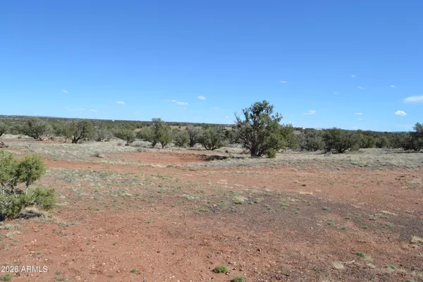 a view of a dry yard with trees in the background