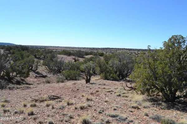 a view of a dry yard with trees in the background