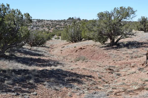 a view of a dry yard with trees in the background