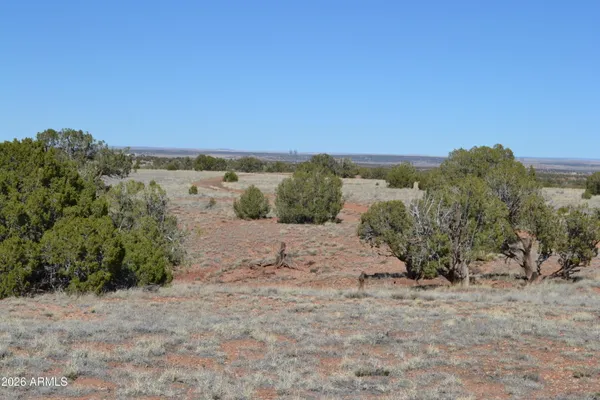 a view of a dry yard with trees in the background