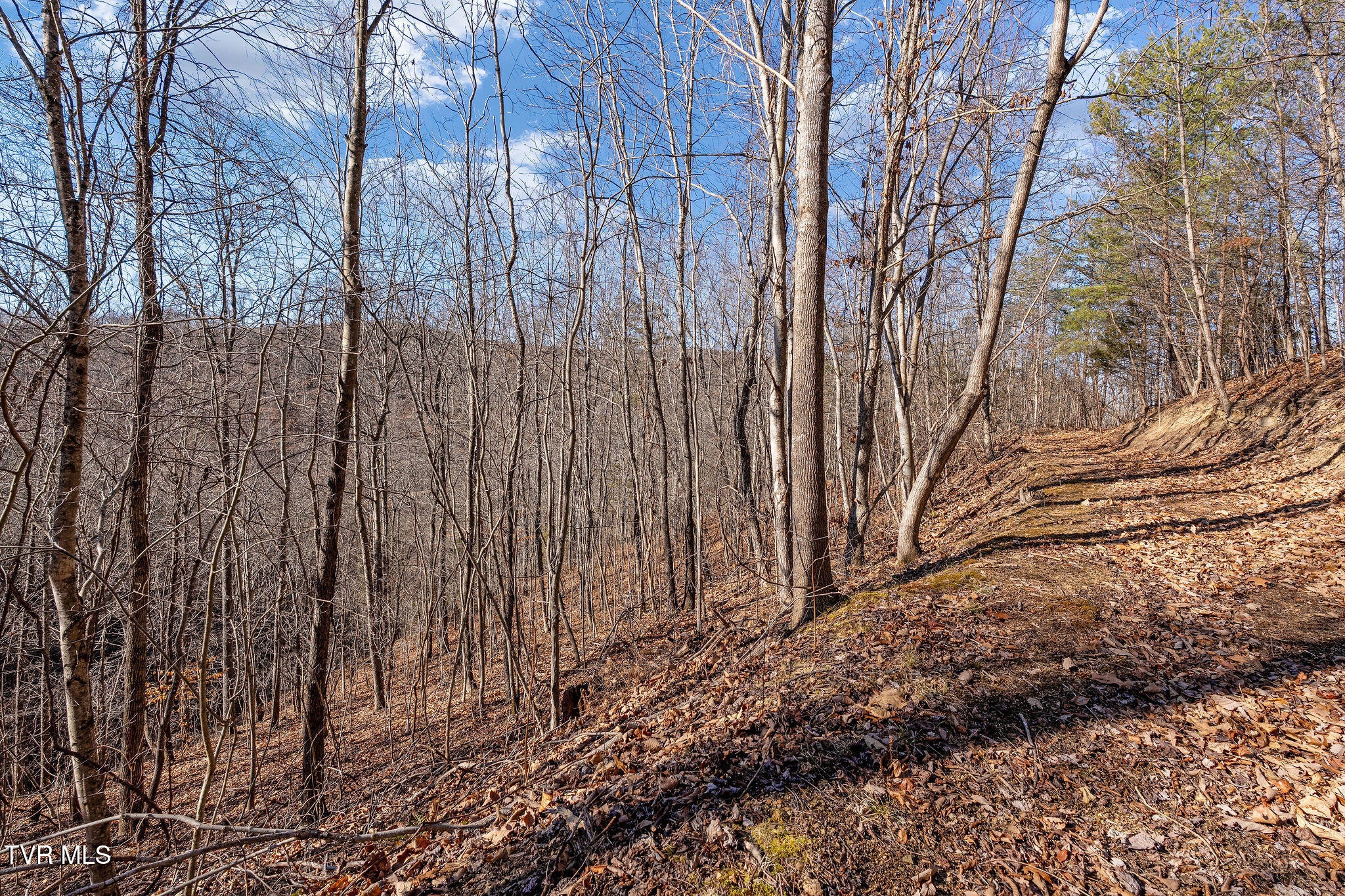 Tbd Cripple Creek Road Watauga, TN 37694 - Photo 32 of 46 DSC08527